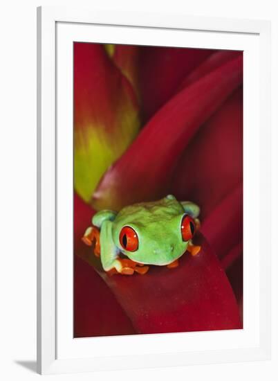 South America, Panama. Red-eyed tree frog on bromeliad flower.-Jaynes Gallery-Framed Premium Photographic Print
