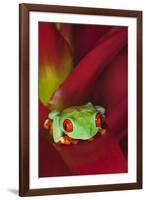 South America, Panama. Red-eyed tree frog on bromeliad flower.-Jaynes Gallery-Framed Premium Photographic Print