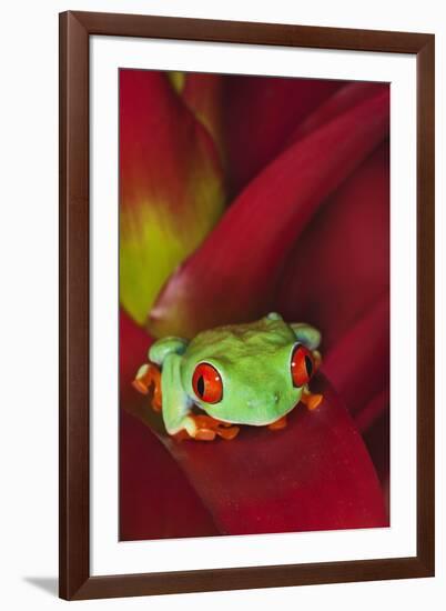 South America, Panama. Red-eyed tree frog on bromeliad flower.-Jaynes Gallery-Framed Premium Photographic Print