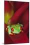 South America, Panama. Red-eyed tree frog on bromeliad flower.-Jaynes Gallery-Mounted Premium Photographic Print