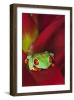 South America, Panama. Red-eyed tree frog on bromeliad flower.-Jaynes Gallery-Framed Photographic Print