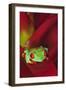 South America, Panama. Red-eyed tree frog on bromeliad flower.-Jaynes Gallery-Framed Photographic Print