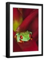 South America, Panama. Red-eyed tree frog on bromeliad flower.-Jaynes Gallery-Framed Photographic Print