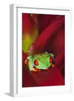 South America, Panama. Red-eyed tree frog on bromeliad flower.-Jaynes Gallery-Framed Photographic Print