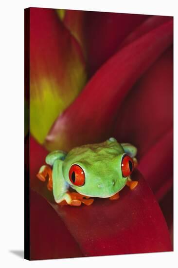 South America, Panama. Red-eyed tree frog on bromeliad flower.-Jaynes Gallery-Stretched Canvas