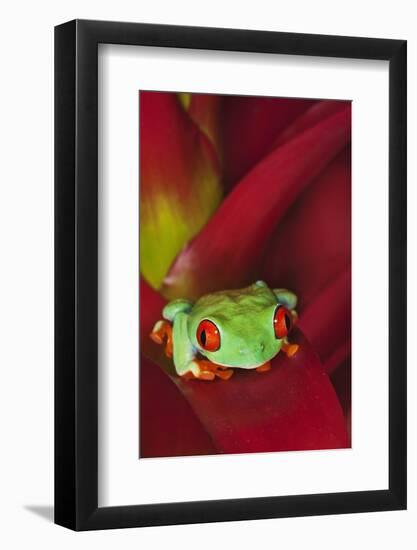 South America, Panama. Red-eyed tree frog on bromeliad flower.-Jaynes Gallery-Framed Photographic Print