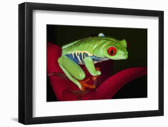 South America, Panama. Red-eyed tree frog on bromeliad flower.-Jaynes Gallery-Framed Photographic Print