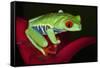 South America, Panama. Red-eyed tree frog on bromeliad flower.-Jaynes Gallery-Framed Stretched Canvas