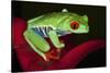 South America, Panama. Red-eyed tree frog on bromeliad flower.-Jaynes Gallery-Stretched Canvas