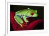 South America, Panama. Red-eyed tree frog on bromeliad flower.-Jaynes Gallery-Framed Premium Photographic Print