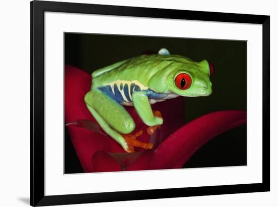 South America, Panama. Red-eyed tree frog on bromeliad flower.-Jaynes Gallery-Framed Premium Photographic Print