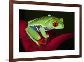 South America, Panama. Red-eyed tree frog on bromeliad flower.-Jaynes Gallery-Framed Premium Photographic Print