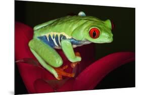 South America, Panama. Red-eyed tree frog on bromeliad flower.-Jaynes Gallery-Mounted Premium Photographic Print