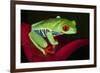 South America, Panama. Red-eyed tree frog on bromeliad flower.-Jaynes Gallery-Framed Photographic Print