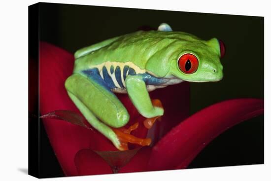 South America, Panama. Red-eyed tree frog on bromeliad flower.-Jaynes Gallery-Stretched Canvas