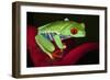 South America, Panama. Red-eyed tree frog on bromeliad flower.-Jaynes Gallery-Framed Photographic Print