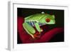 South America, Panama. Red-eyed tree frog on bromeliad flower.-Jaynes Gallery-Framed Photographic Print