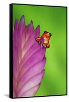 South America, Panama. Strawberry poison dart frog on bromeliad flower.-Jaynes Gallery-Framed Stretched Canvas