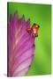 South America, Panama. Strawberry poison dart frog on bromeliad flower.-Jaynes Gallery-Stretched Canvas