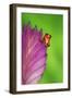 South America, Panama. Strawberry poison dart frog on bromeliad flower.-Jaynes Gallery-Framed Photographic Print