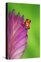 South America, Panama. Strawberry poison dart frog on bromeliad flower.-Jaynes Gallery-Stretched Canvas