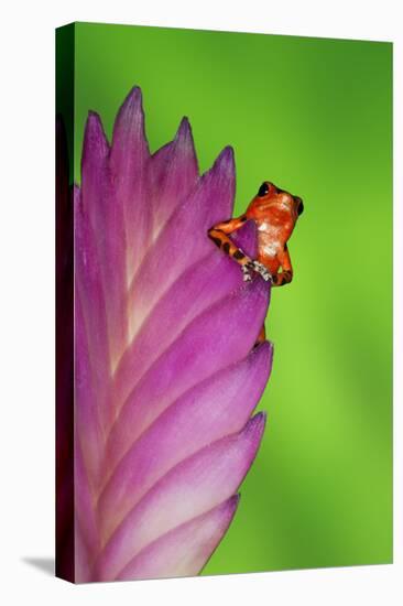 South America, Panama. Strawberry poison dart frog on bromeliad flower.-Jaynes Gallery-Stretched Canvas