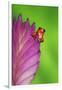 South America, Panama. Strawberry poison dart frog on bromeliad flower.-Jaynes Gallery-Framed Photographic Print