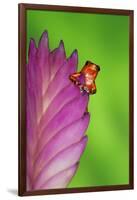 South America, Panama. Strawberry poison dart frog on bromeliad flower.-Jaynes Gallery-Framed Photographic Print