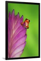 South America, Panama. Strawberry poison dart frog on bromeliad flower.-Jaynes Gallery-Framed Photographic Print