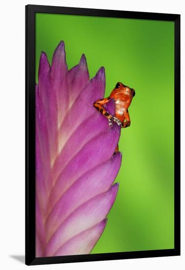 South America, Panama. Strawberry poison dart frog on bromeliad flower.-Jaynes Gallery-Framed Photographic Print