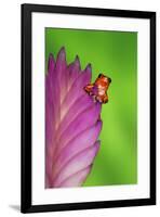 South America, Panama. Strawberry poison dart frog on bromeliad flower.-Jaynes Gallery-Framed Premium Photographic Print