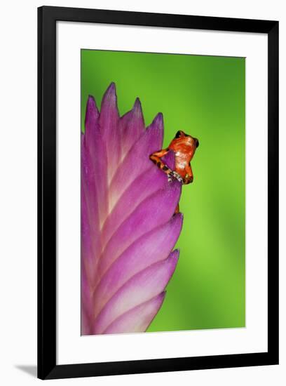 South America, Panama. Strawberry poison dart frog on bromeliad flower.-Jaynes Gallery-Framed Premium Photographic Print