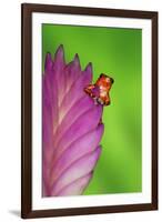 South America, Panama. Strawberry poison dart frog on bromeliad flower.-Jaynes Gallery-Framed Photographic Print