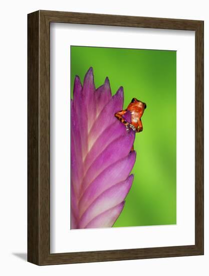 South America, Panama. Strawberry poison dart frog on bromeliad flower.-Jaynes Gallery-Framed Photographic Print