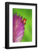 South America, Panama. Strawberry poison dart frog on bromeliad flower.-Jaynes Gallery-Framed Photographic Print