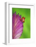 South America, Panama. Strawberry poison dart frog on bromeliad flower.-Jaynes Gallery-Framed Photographic Print