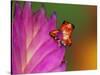 South America, Panama. Strawberry poison dart frog on bromeliad flower.-Jaynes Gallery-Stretched Canvas