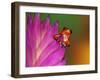 South America, Panama. Strawberry poison dart frog on bromeliad flower.-Jaynes Gallery-Framed Premium Photographic Print