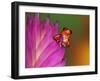 South America, Panama. Strawberry poison dart frog on bromeliad flower.-Jaynes Gallery-Framed Premium Photographic Print