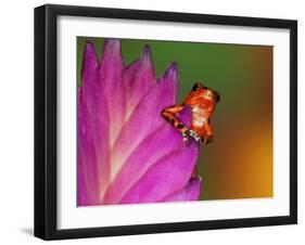 South America, Panama. Strawberry poison dart frog on bromeliad flower.-Jaynes Gallery-Framed Premium Photographic Print