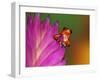 South America, Panama. Strawberry poison dart frog on bromeliad flower.-Jaynes Gallery-Framed Premium Photographic Print