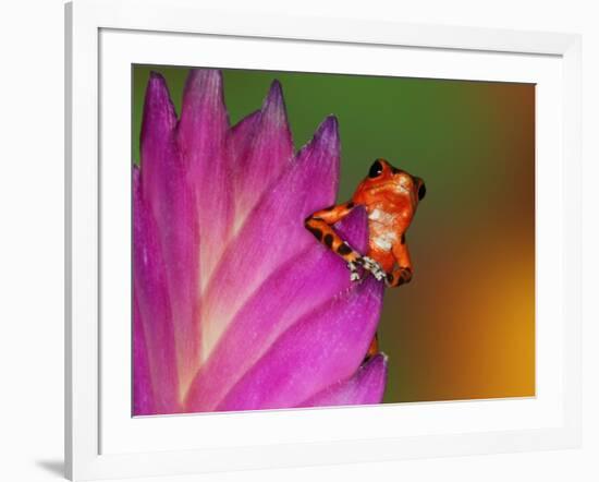 South America, Panama. Strawberry poison dart frog on bromeliad flower.-Jaynes Gallery-Framed Photographic Print