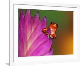 South America, Panama. Strawberry poison dart frog on bromeliad flower.-Jaynes Gallery-Framed Photographic Print