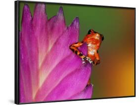 South America, Panama. Strawberry poison dart frog on bromeliad flower.-Jaynes Gallery-Framed Photographic Print