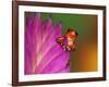 South America, Panama. Strawberry poison dart frog on bromeliad flower.-Jaynes Gallery-Framed Photographic Print