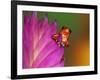 South America, Panama. Strawberry poison dart frog on bromeliad flower.-Jaynes Gallery-Framed Photographic Print