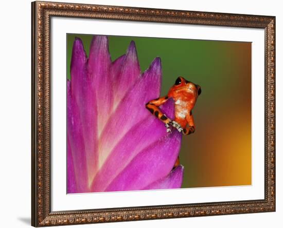 South America, Panama. Strawberry poison dart frog on bromeliad flower.-Jaynes Gallery-Framed Photographic Print