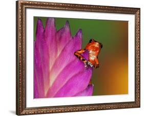 South America, Panama. Strawberry poison dart frog on bromeliad flower.-Jaynes Gallery-Framed Photographic Print