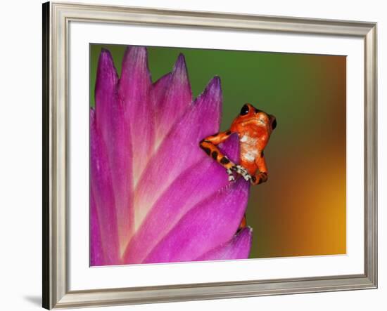 South America, Panama. Strawberry poison dart frog on bromeliad flower.-Jaynes Gallery-Framed Photographic Print