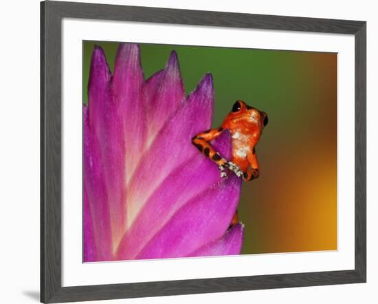 South America, Panama. Strawberry poison dart frog on bromeliad flower.-Jaynes Gallery-Framed Photographic Print